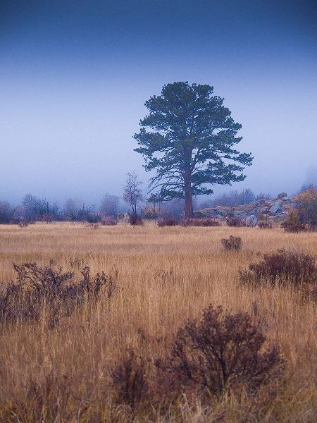 Lone Tree in Foggy Field-Rocky Mountain National Park-Colorado-USA